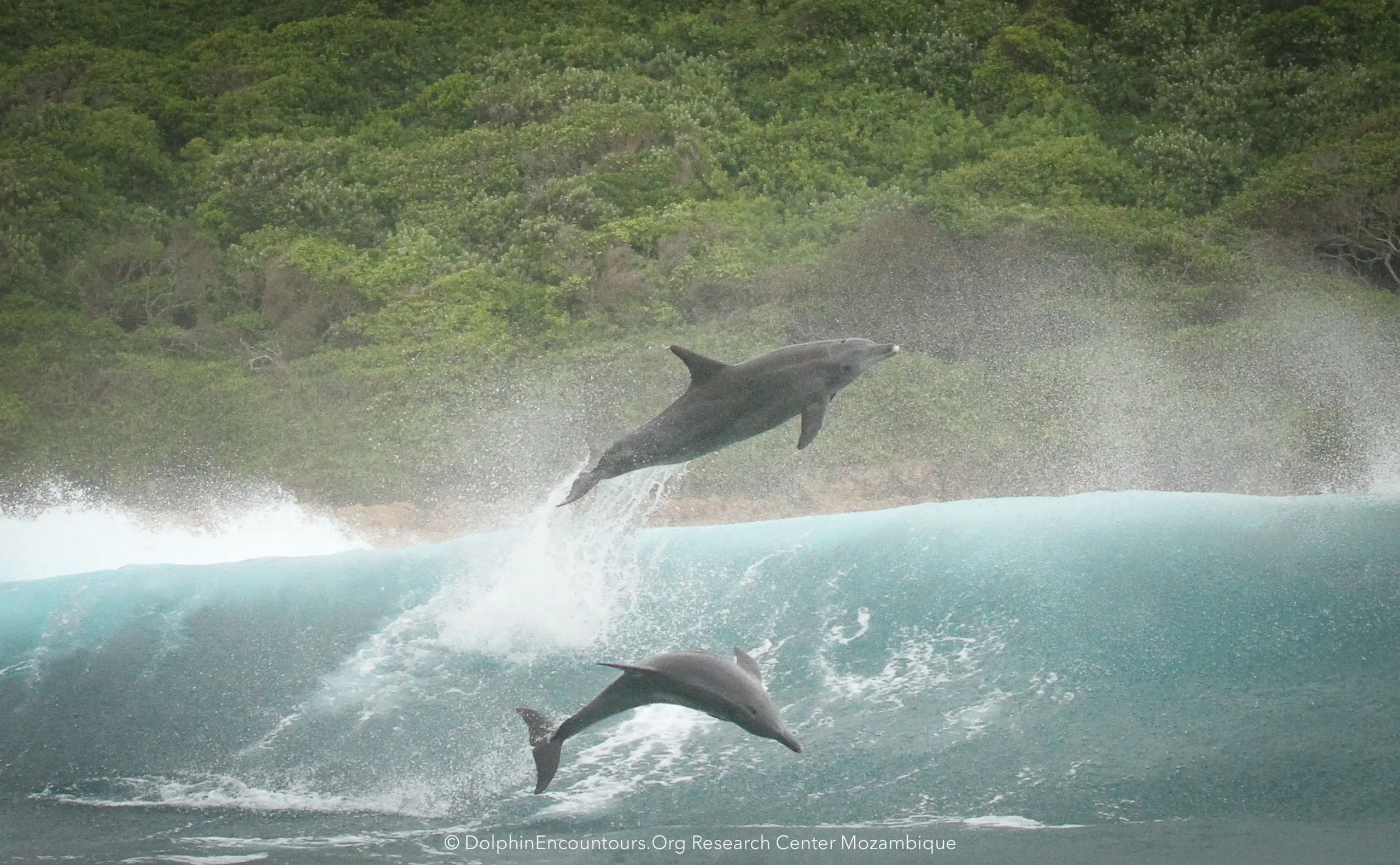 010225 1221 0032 SURFING DCA